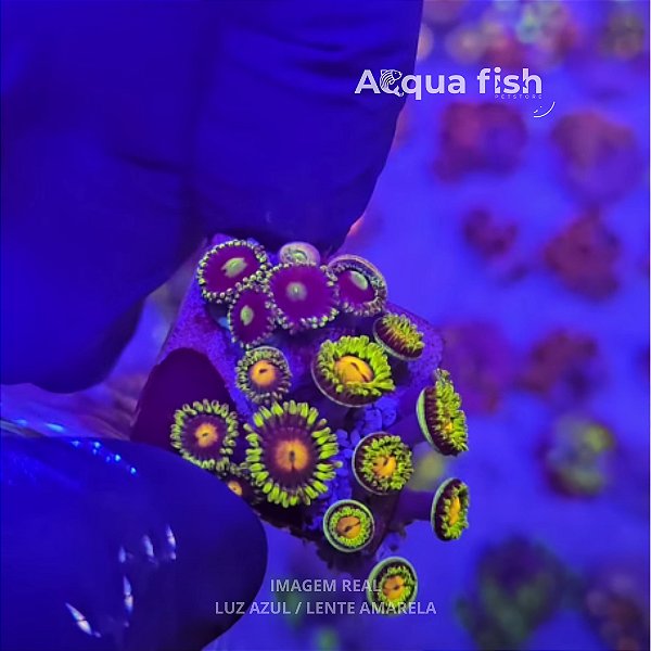 Zoanthus (Sem ID) - E