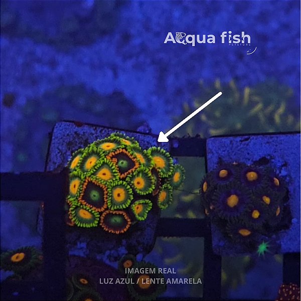 Zoanthus (Sem ID) - I