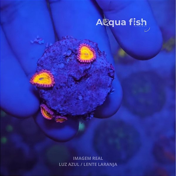 Zoanthus (Sem ID) - J