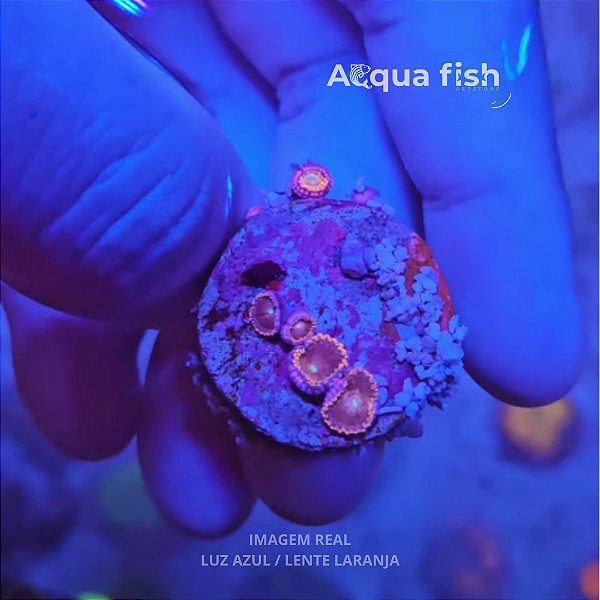 Zoanthus (Sem ID) - L