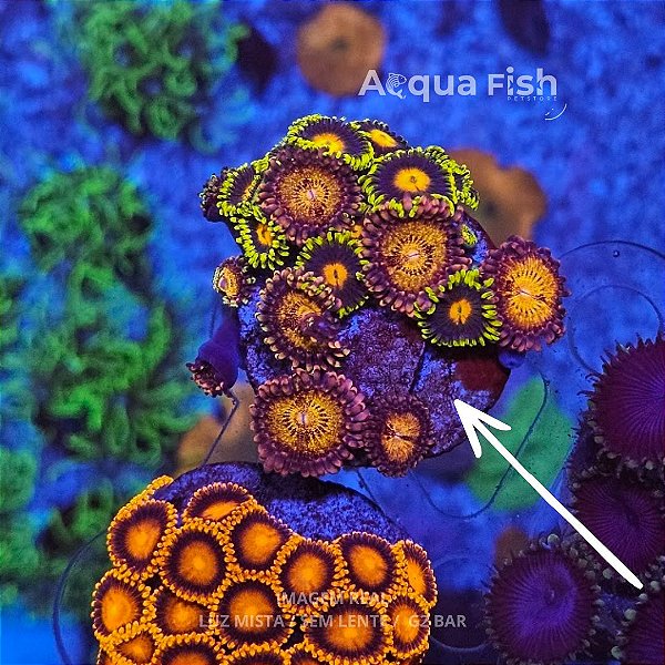 Zoanthys Eye of Rah + Palythoa Pandora