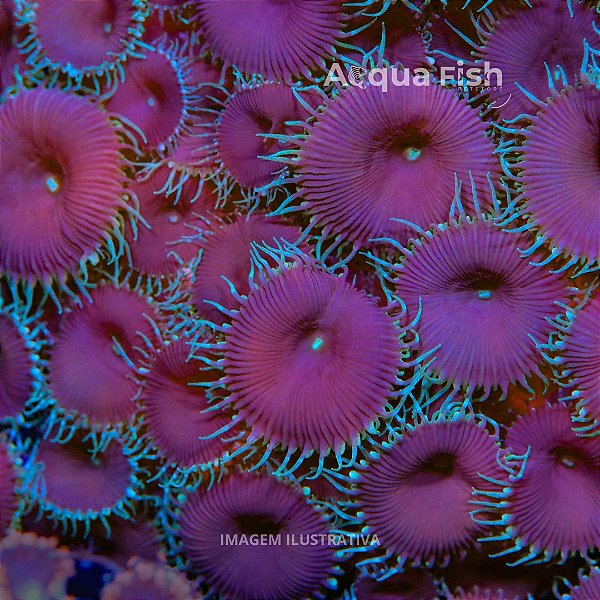 Palythoa Purple Death