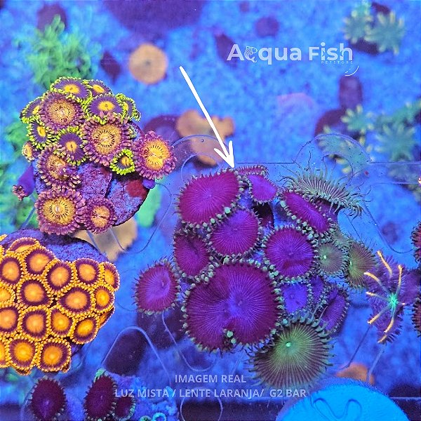 Palythoa Purple Death + Matiny green