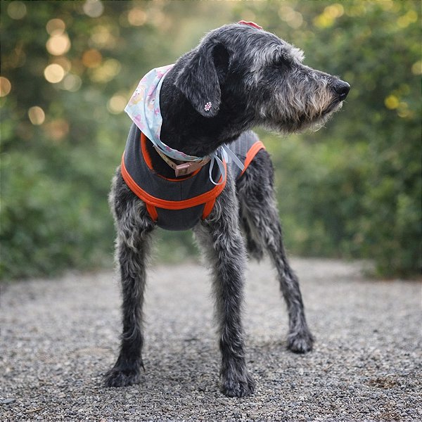 Roupa Pós-Cirúrgica para Cachorro - Proteção Conforto e Higiene - ZenPet