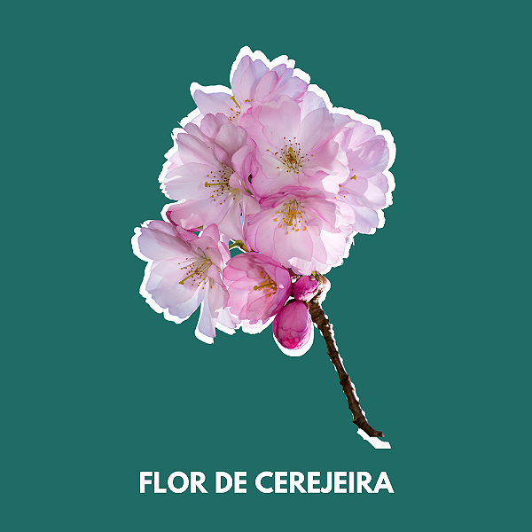 Essência Flor de Cerejeira 100 ml