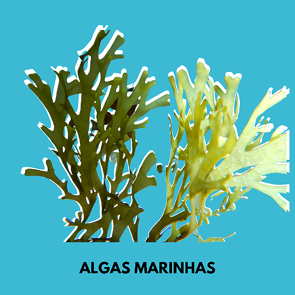 Essência Algas Marinhas 100 ml