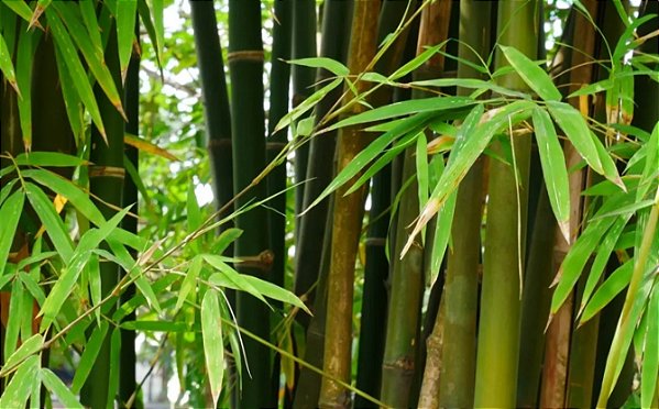 Essência Bamboo