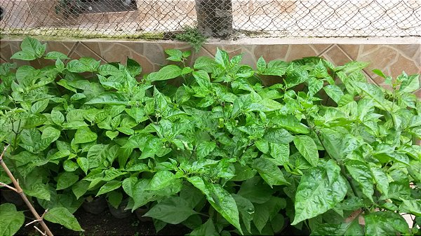 Muda da Pimenta Carolina Reaper com Flores, a Pimenta Forte e Segunda Mais Ardida do Mundo