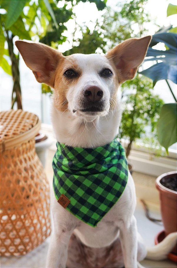 Bandana para Pet - Campina Grande