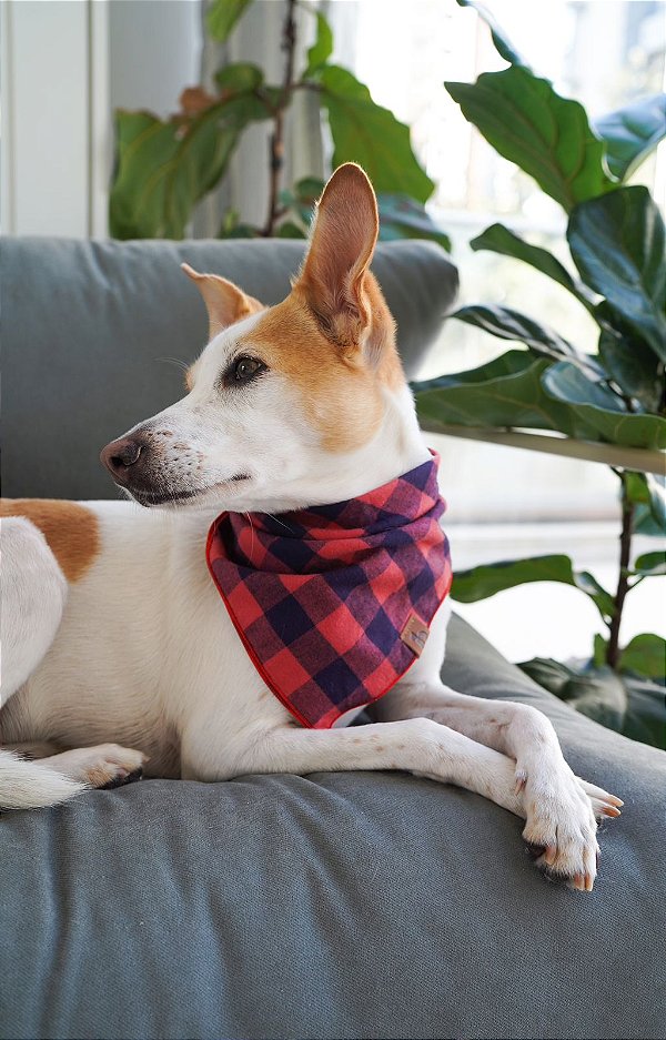Bandana para Pet - Caruaru