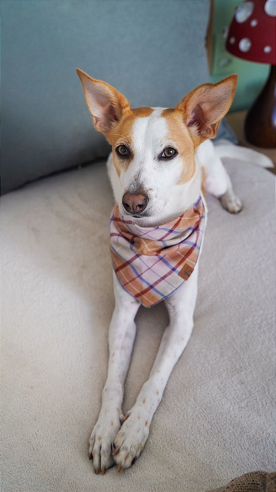 Bandana para Pet - São Luís
