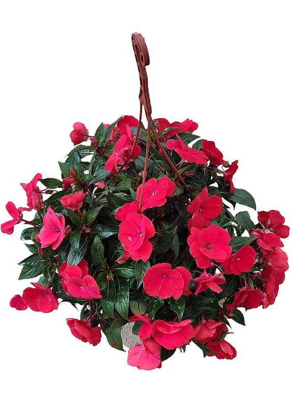 Impatiens, Maria sem vergonha, Comprar muda de maria sem vergonha onli -  Jardineiros.net - o maior delivery de plantas ornamentais e artigos de  jardinagem do Rio de Janeiro