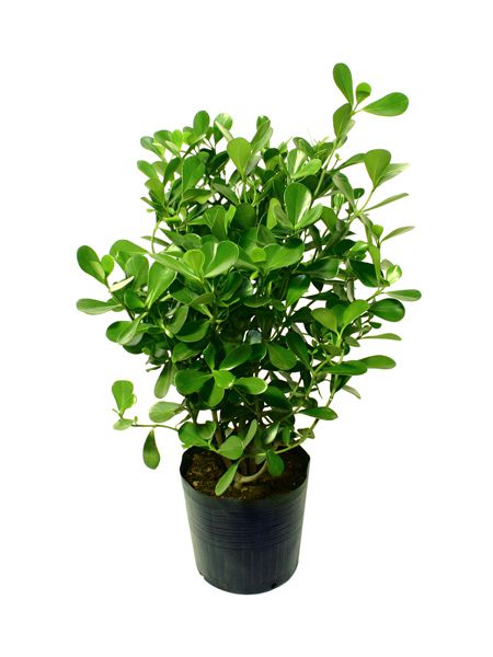 Clúsia Verde - 0,40 a 0,60 cm