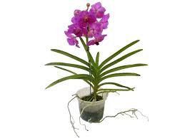 Orquídea Vanda - Rosa