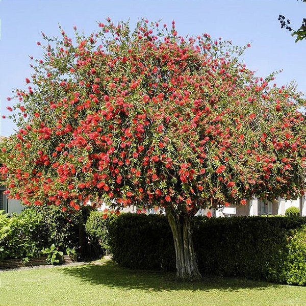 Callistemon vermelho, Comprar muda de callistemon vermelho online no R -  Jardineiros.net - o maior delivery de plantas ornamentais e artigos de  jardinagem do Rio de Janeiro