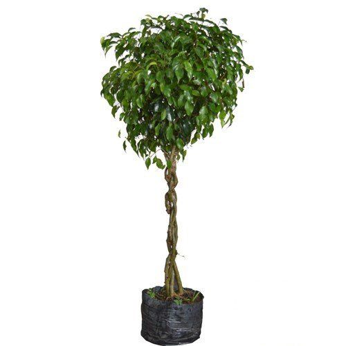 Ficus Benjamina - 1,00 a 1,50 metros