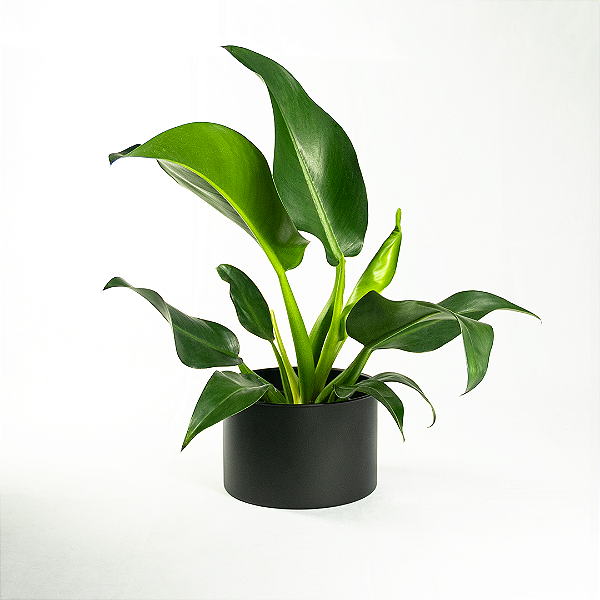 Vaso slim Humaitá