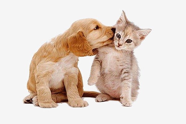 SEGURO PET - BOM DIA SEGUROS SEGURO PET - BOM DIA SEGUROS