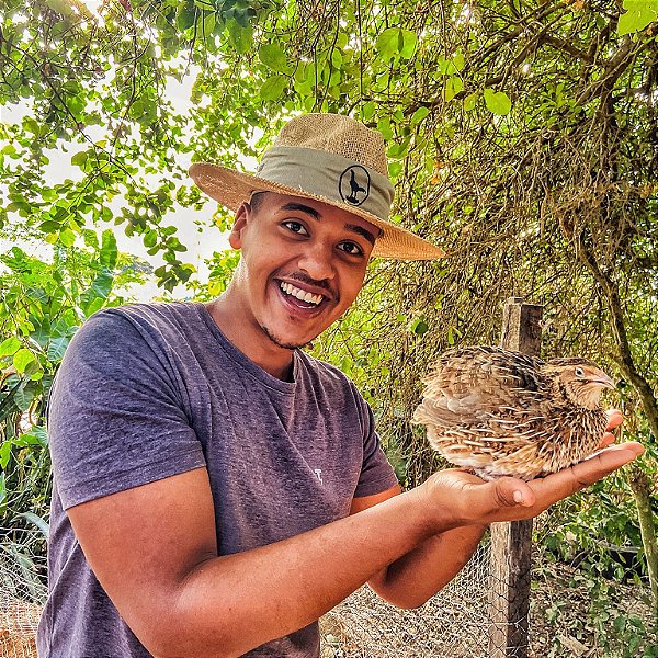 Kit OVOS FÉRTEIS - CORES MISTAS - CODORNA GIGANTE KIT COM 5 DUZIAS