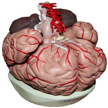 Cérebro Com Artérias 09 Partes