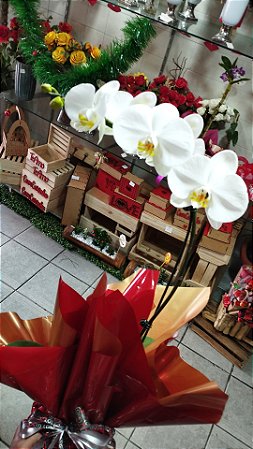 Orquídea Branca Phaly