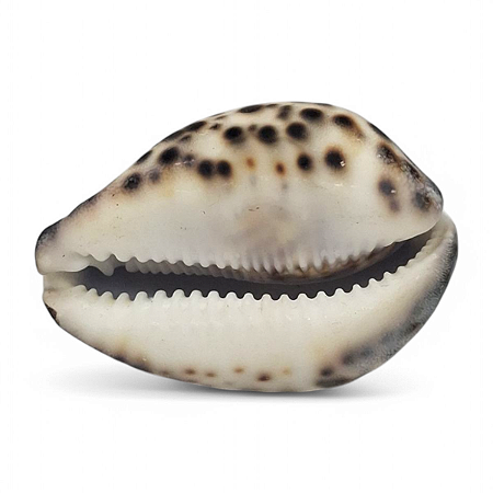 Concha de Tigre Cypraea Natural Búzios 7 cm Unidade