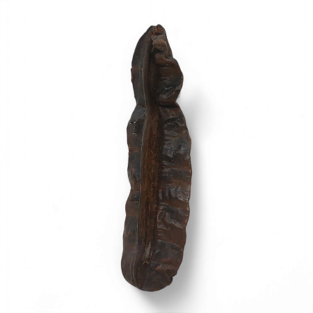 Fava de Aridan Fruto Africano Para Rituais Religiosos 14 cm
