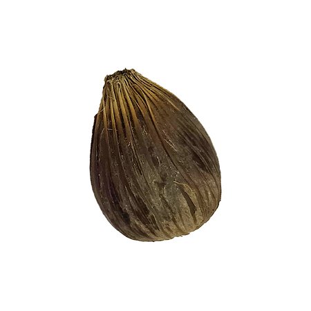 Ikin Ifa Noz Africana da Palmeira de Dendê Unidade