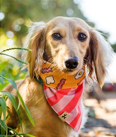 Bandana para Cachorros e Gatos Dupla Face Eggs and Bacon