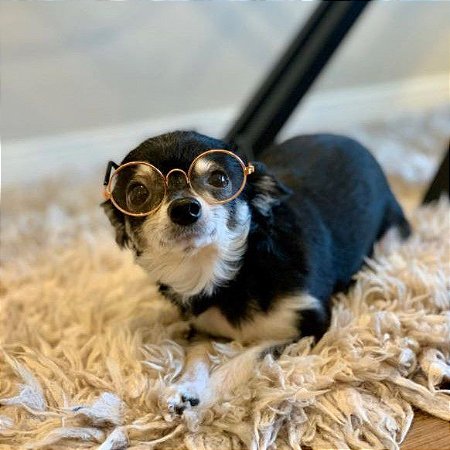 Óculos Transpartente para Cachorros de Pequeno Porte