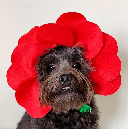 Fantasia para Cachorros e Gatos Moldura Flor Rosa Vermelha