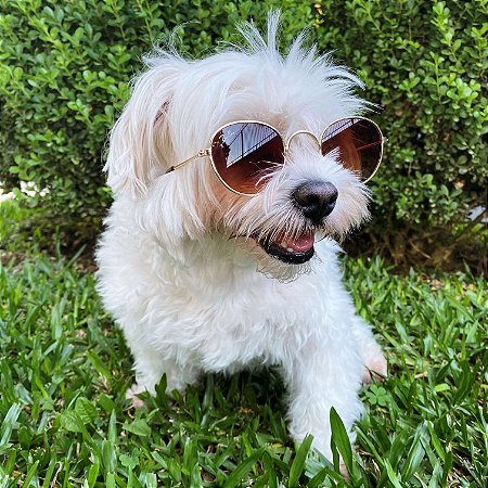 Óculos de Sol Round Colors para Cachorros