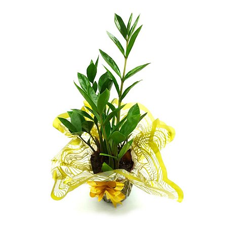 Vaso com Zamioculca Planta da Fortuna