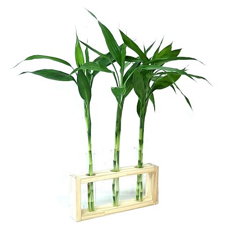 Vaso Triplo com Suporte de Madeira Pinus e Bambu da Sorte (6 Hastes)