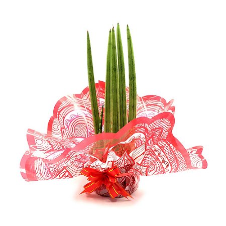 Arranjo com Planta Lança de São Jorge Reta