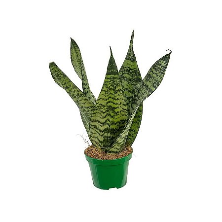 Muda de Coroa Dinamarquesa (30cm)