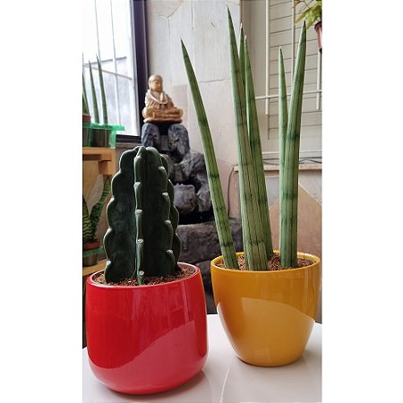 Lança de São Jorge com Vaso em Cerâmica (Médio) - Bambu da Sorte