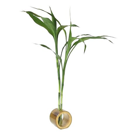 Suporte em Bambu Natural com Bambu da Sorte