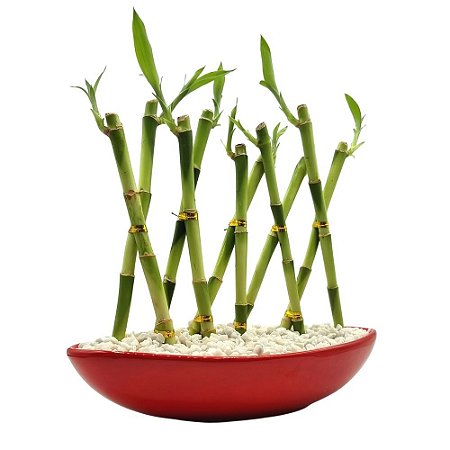 Vaso Canoa em Cerâmica com Dez Bambus da Sorte (Vermelha)