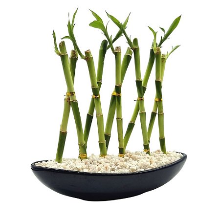 Vaso Canoa em Cerâmica com Dez Bambus da Sorte (Azul Escuro)