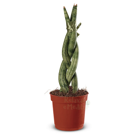 Planta Lança de São Jorge Trançada (Pequena)