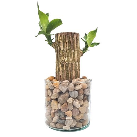 Vaso em Vidro com Muda de Pau D'água (Médio)