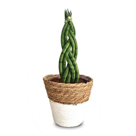 Cachepot Palha com Lança de São Jorge Trançada (Média)