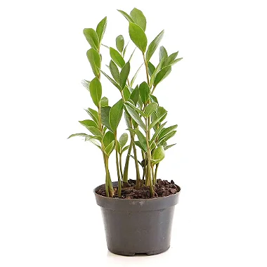 Muda de Zamioculca (Planta da Fortuna) Pequena