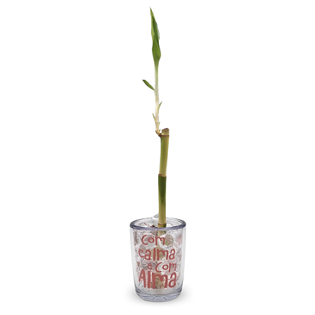 Mini Vasinho Cristal com Bambu da Sorte (Com Calma)