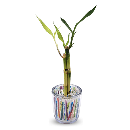 Mini Vasinho Cristal com Bambu da Sorte (Fitinha do Bonfim)