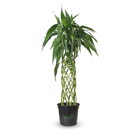 Arranjo com Bambu da Sorte Torre Trançada (120cm)