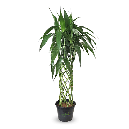 Arranjo com Bambu da Sorte Torre Trançada (150cm)