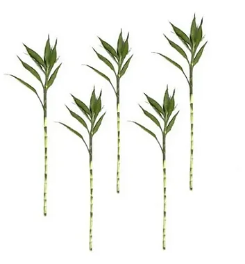Kit com 10 Hastes de Bambu da Sorte (Grande)