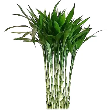 Kit com 12 Hastes de Bambu da Sorte (Extra Grande)